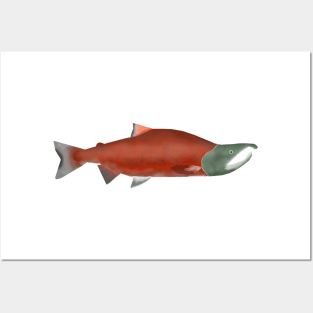 Sockeye Salmon - Spawn Phase Posters and Art